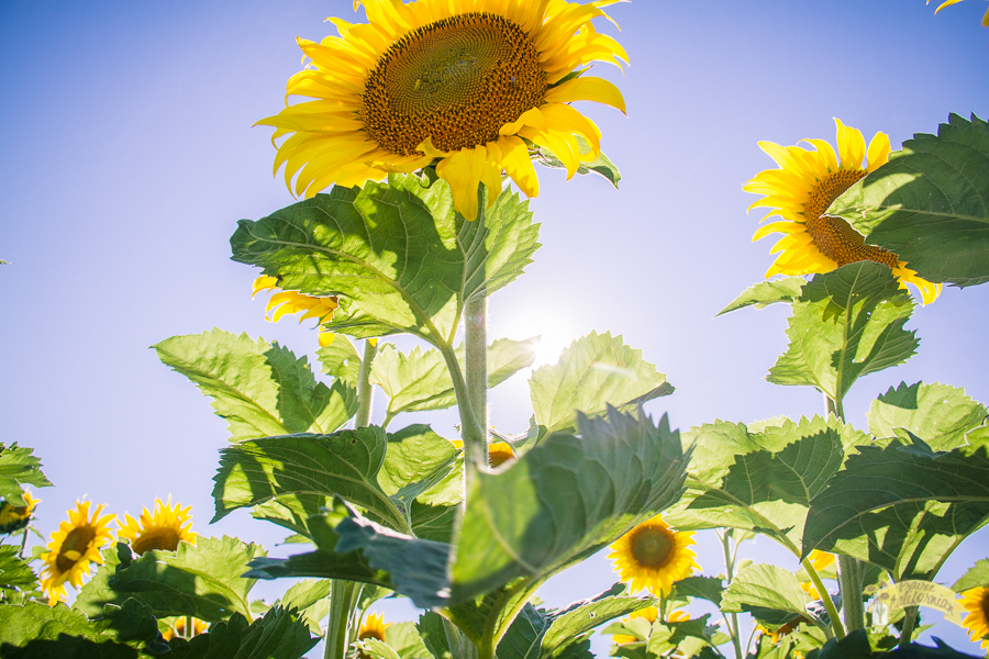 Types Of Sunflowers