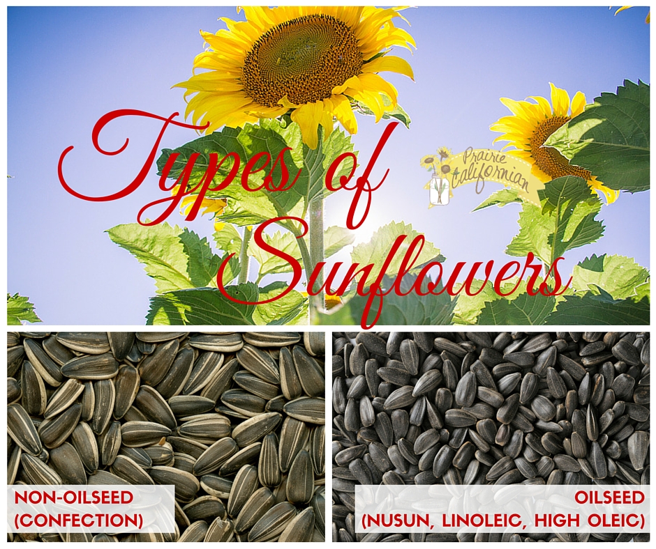 What are some varieties of sunflowers?