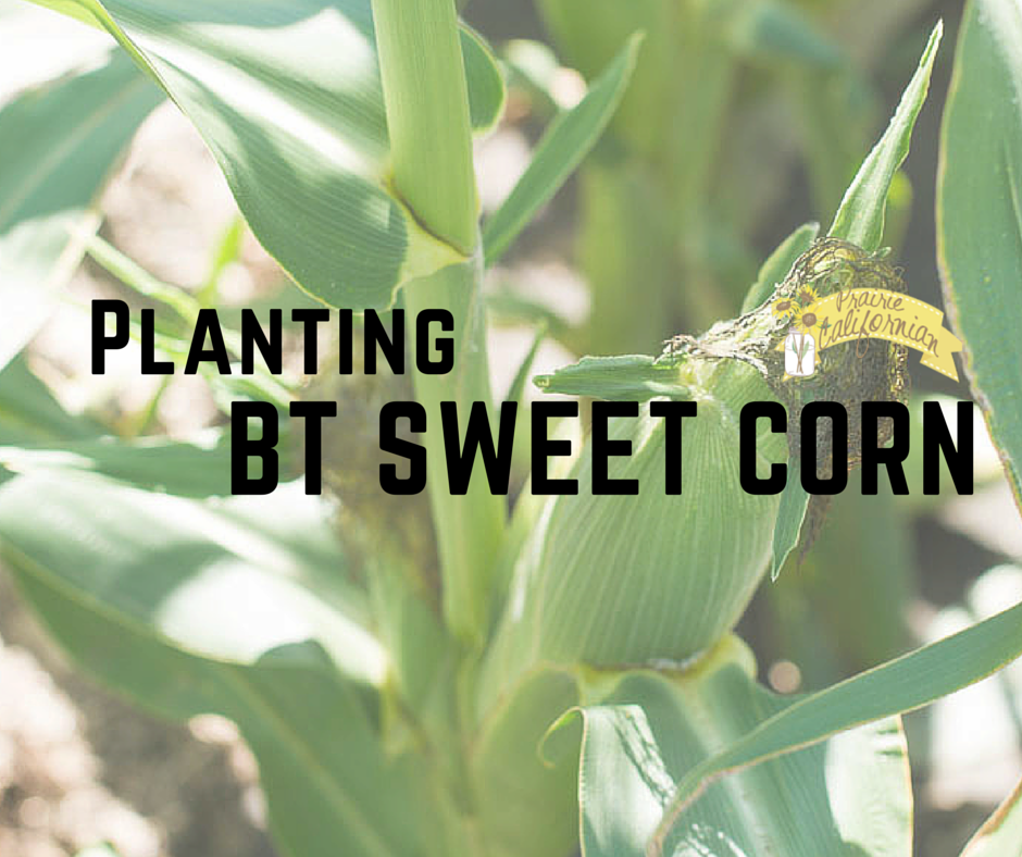 Planting Bt Sweet Corn