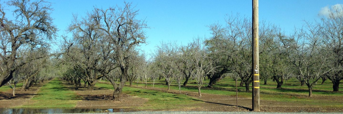 California, Orchard, Almond