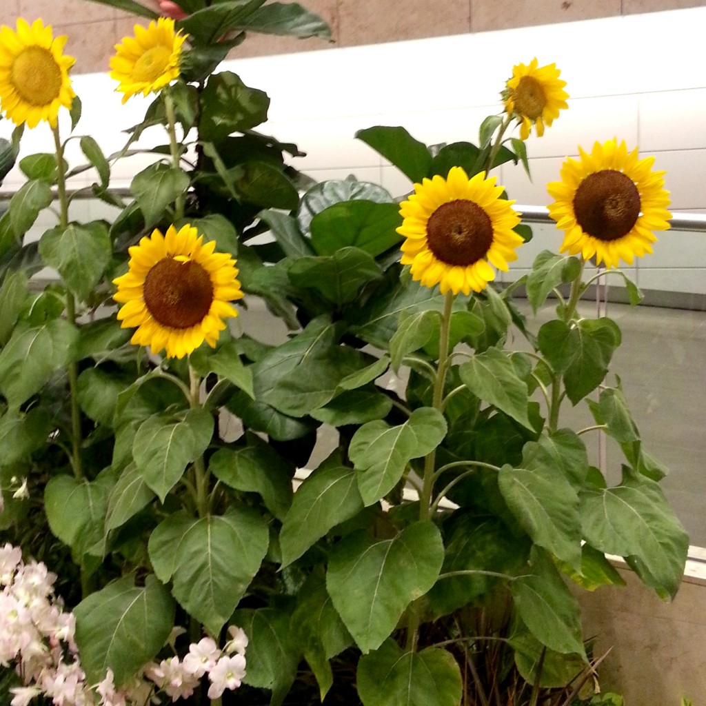 Sunflower at Changi.jpg