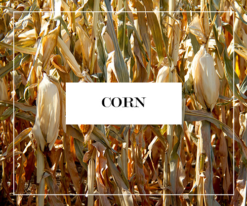 Corn Button