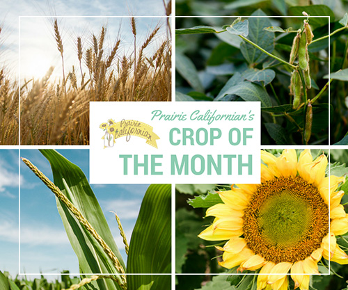 Crop of the Month Button
