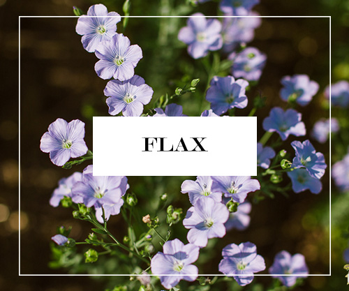 Flax Button