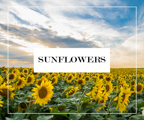 Sunflower Button