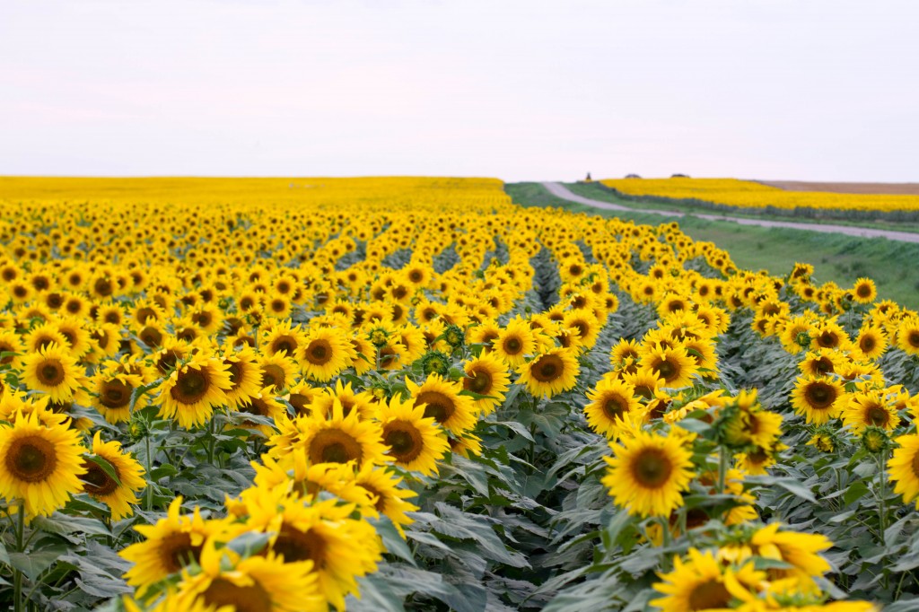 Sunflower Photo 1