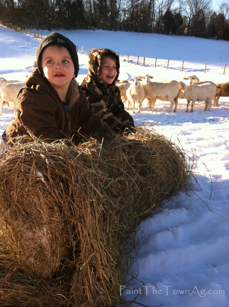 Lauren Arbogast 1 - Boys Hay Snow_PaintTheTownAg