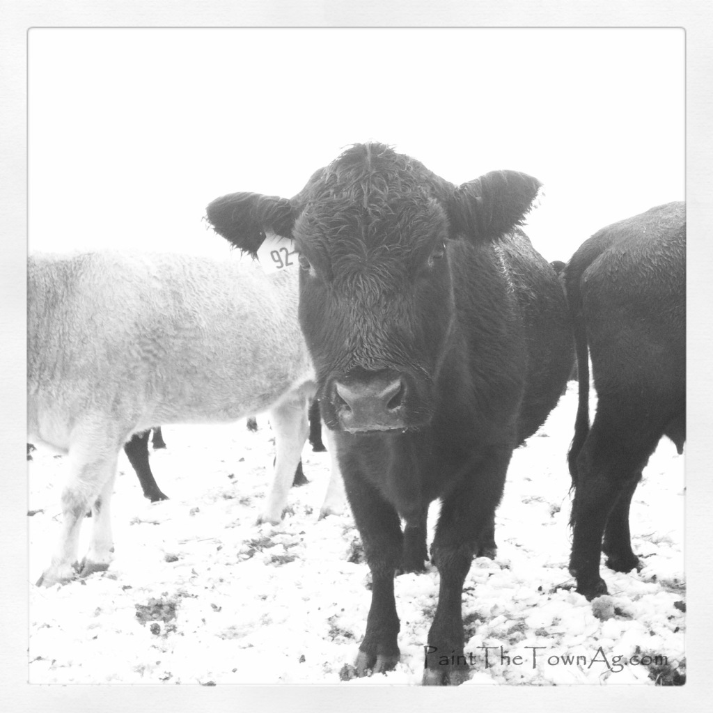 Lauren Arbogast 2 - Cows In Snow_PaintTheTownAg