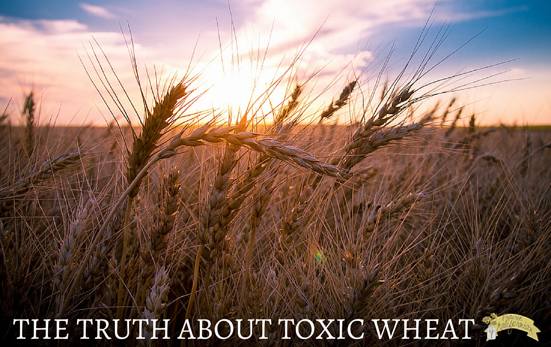 The Truth About Toxic Wheat