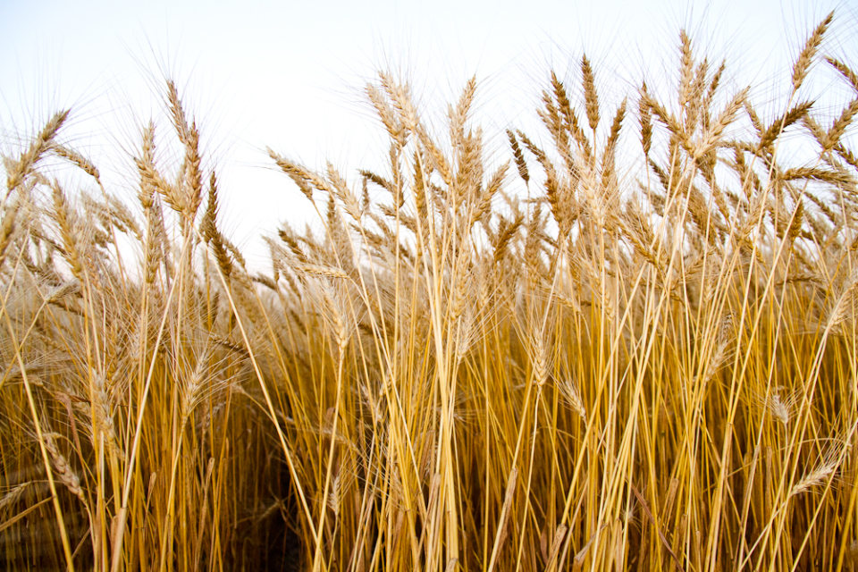 Wheat Harvest 2013-14