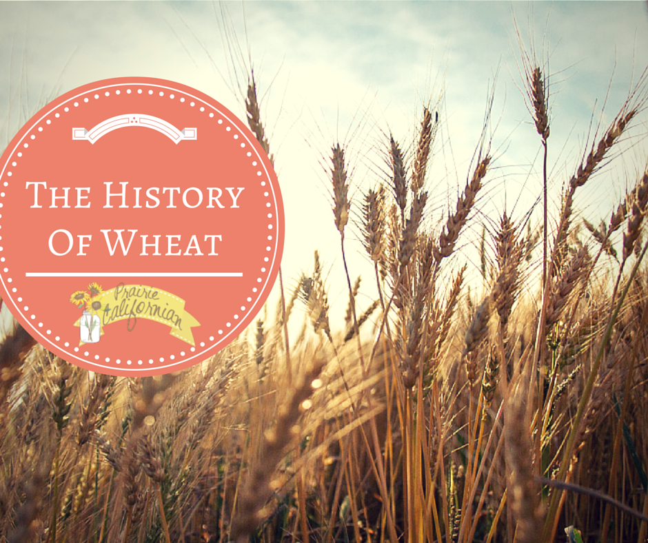 The History of Wheat