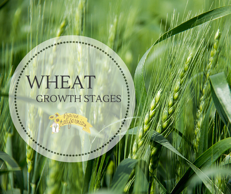 wheat plant