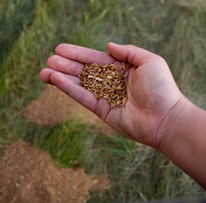Wheat Harvest 2013-22