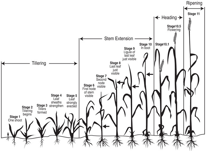 Wheat Growth Stages Prairie Californian