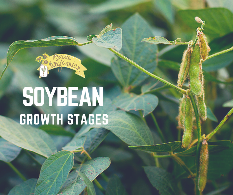 Soybean Growth Stages Prairie Californian