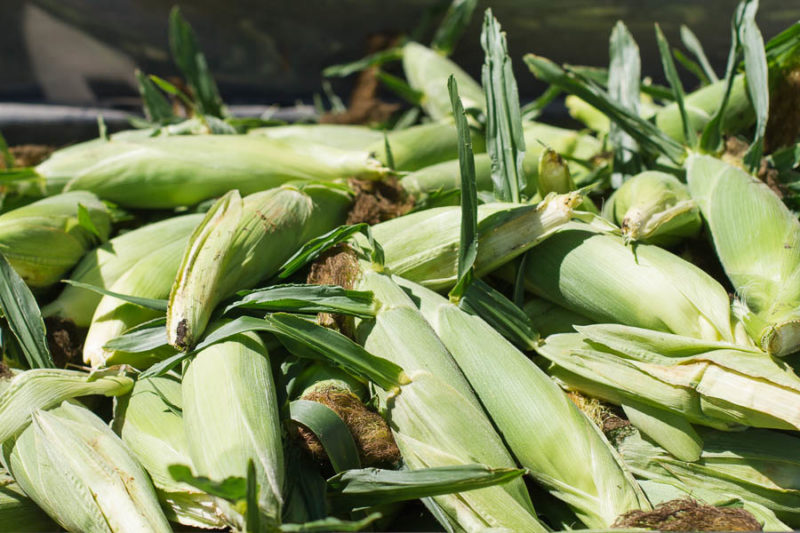 Freezing Sweet Corn – Prairie Californian