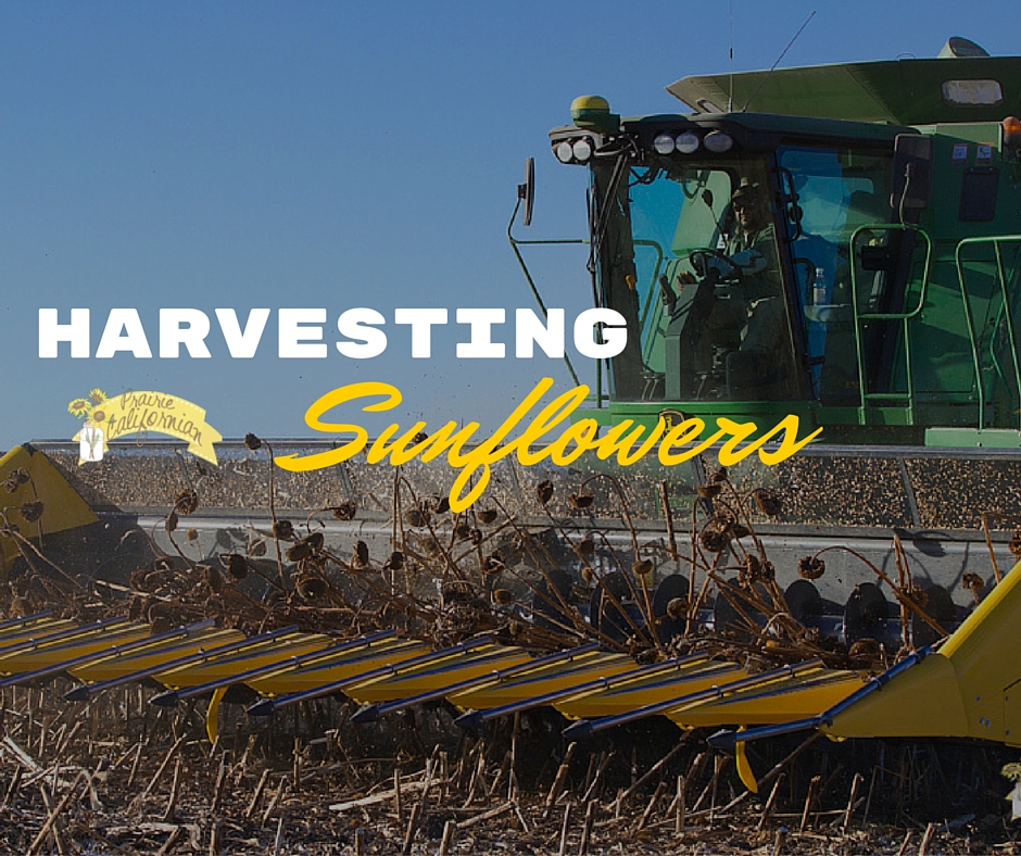 Harvesting Sunflowers