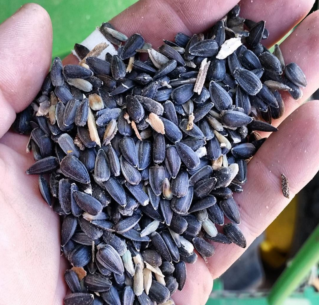 Oil Sunflower Seeds