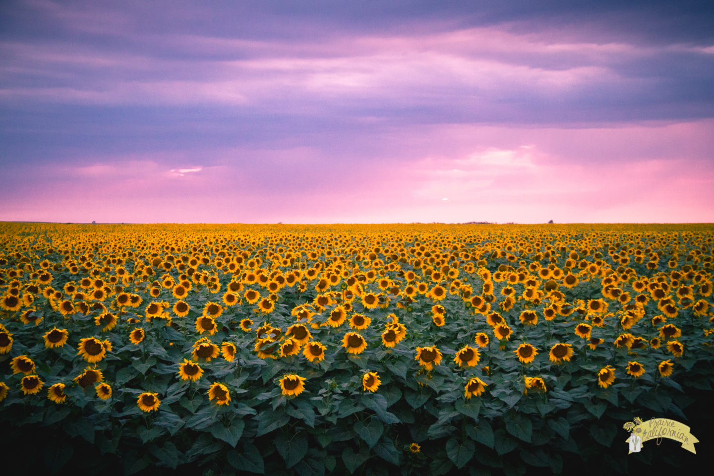 Sunflowers -1