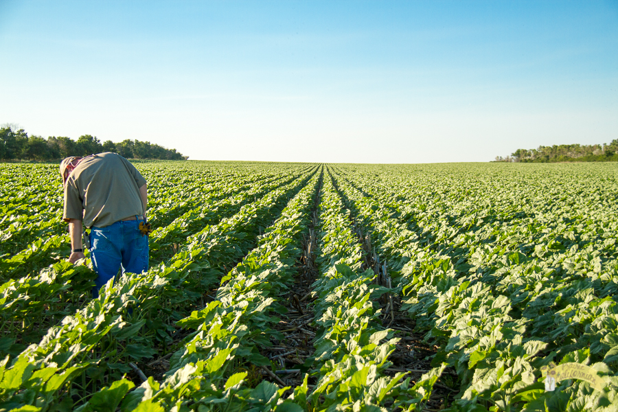 July Crops 2014-1