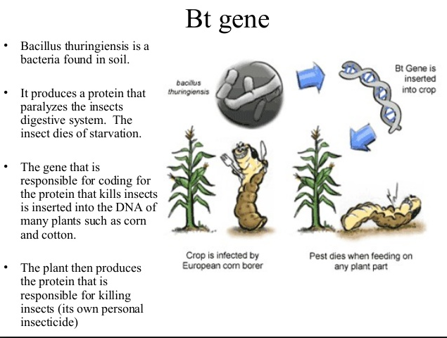 How BT Trait Works