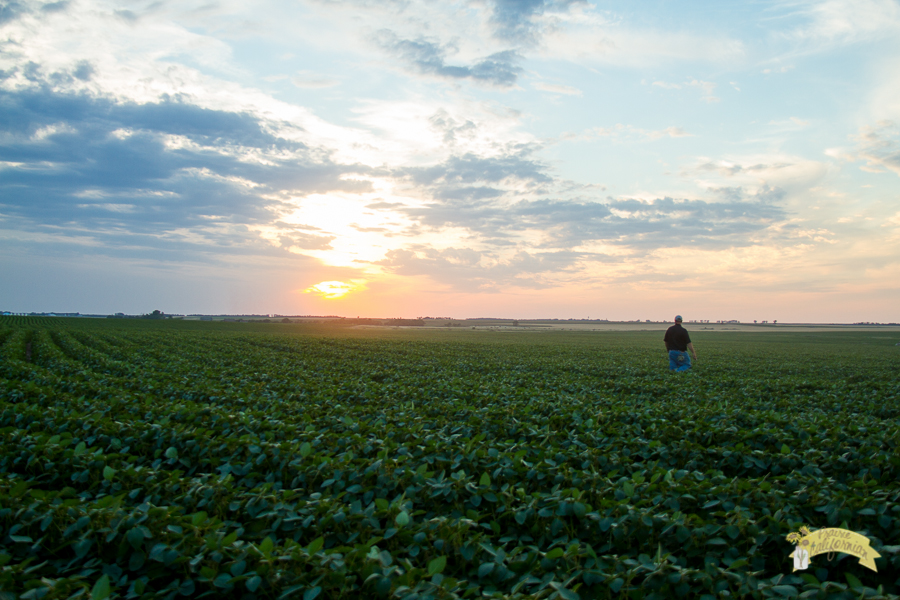 Sunflowers & Crops-29