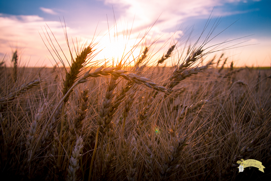 Wheat Harvest 2015-1