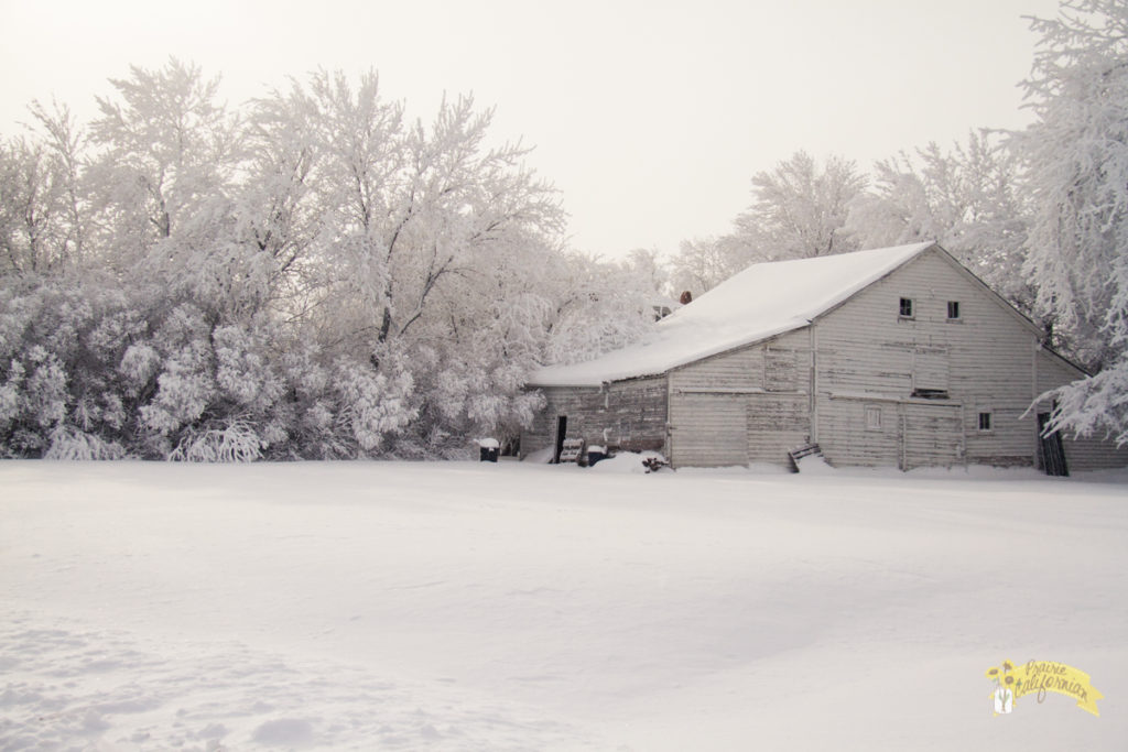 Winter Frost-2