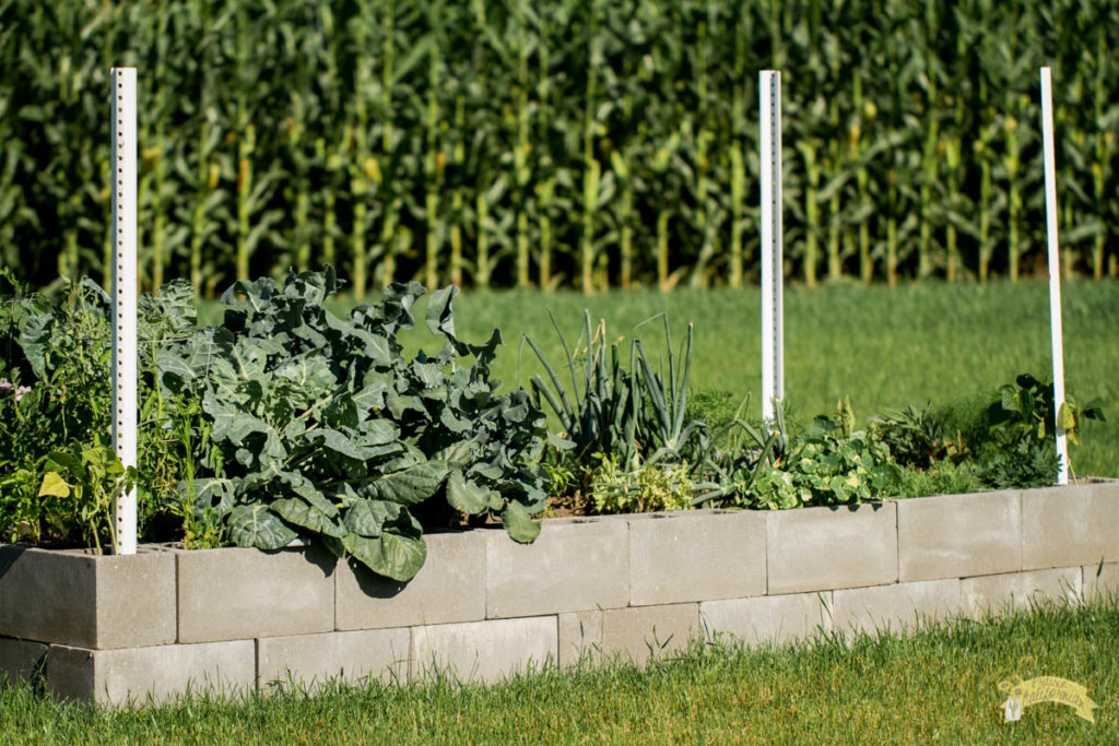 My First Ever Garden: What I've Been Harvesting