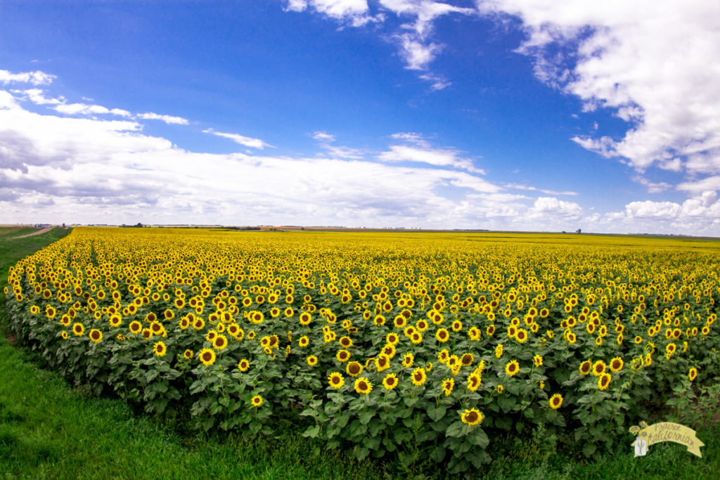 Visiting North Dakota Sunflowers 