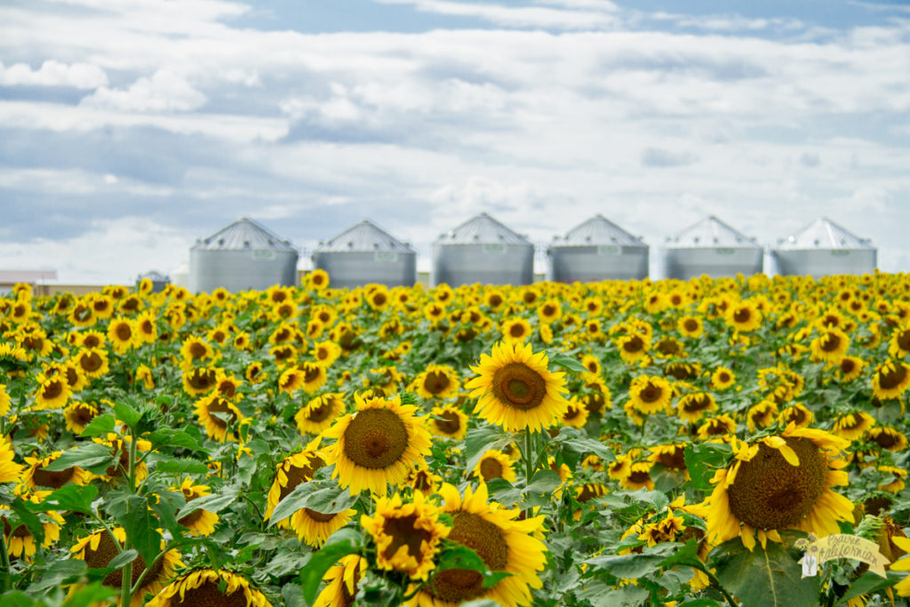 Sunflowers 2016-36