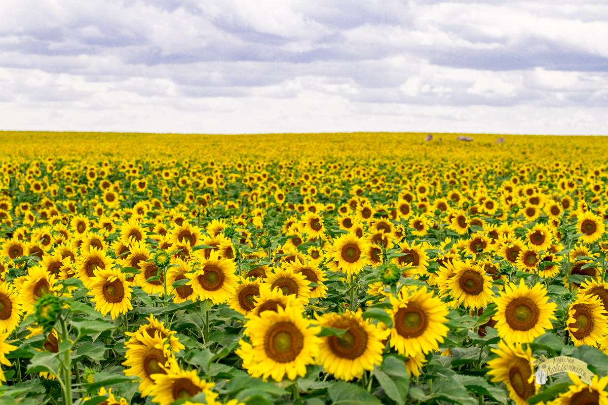 Sunflower Garden