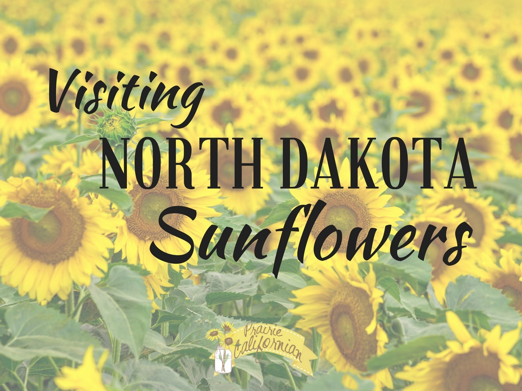 Visiting North Dakota Sunflowers