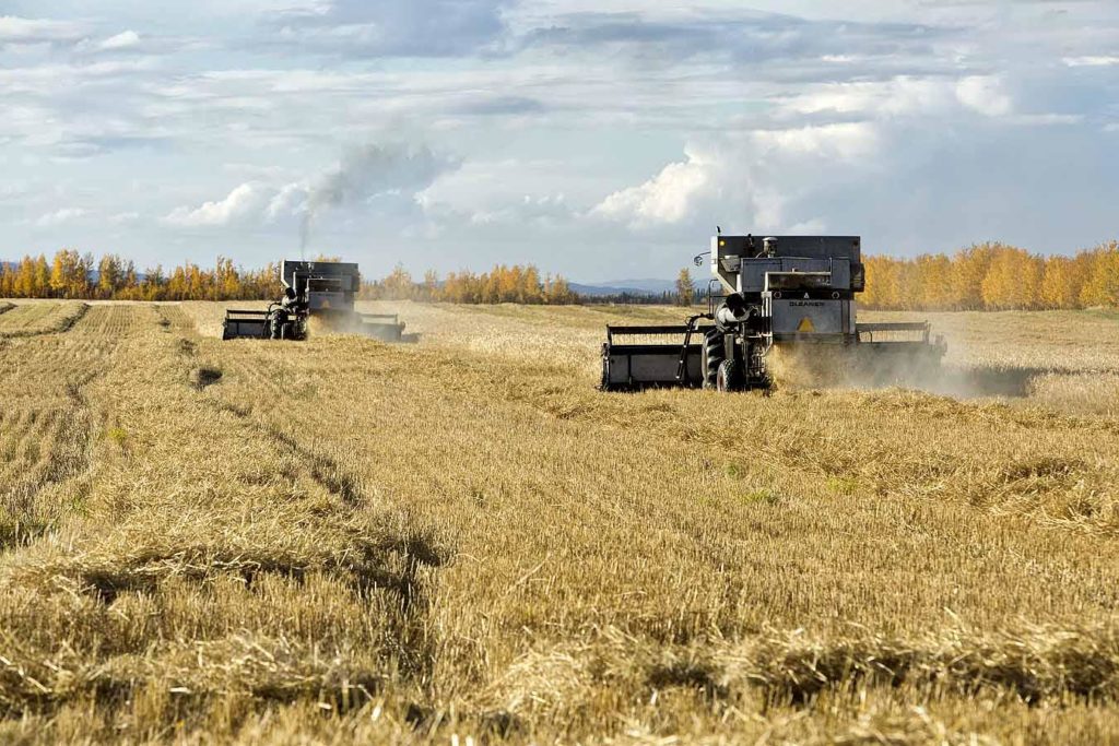 Gleaner L2 Massey Ferguson combines harvesting mature barley, Sunshine hulless barley, 'Hordeum vulgare', mid September, fall folaige in background, Delta Junction, Alaska, United States.