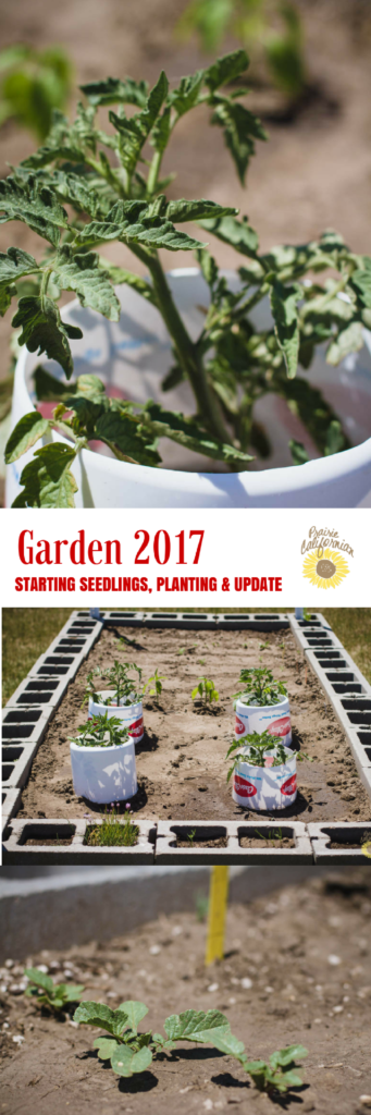 Garden 2017- Starting Seedling, Planting, & Update - Prairie Californian